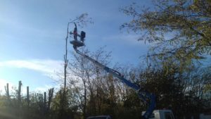 société d'élagage sérieuse