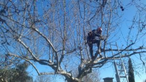 début d'élagage à Marsannay la côte