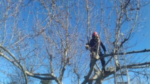 coupe des branches supérieures