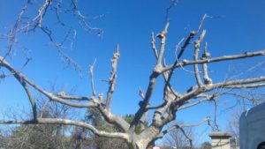 fin d'elagage rapide à marsannay, évacuation des déchets verts