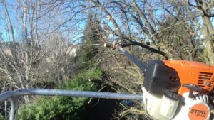 coupe branche arbre à beaune