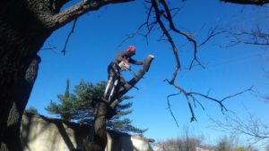 finition coupe arbre beaune