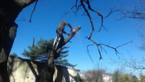 finition étêtage à beaune